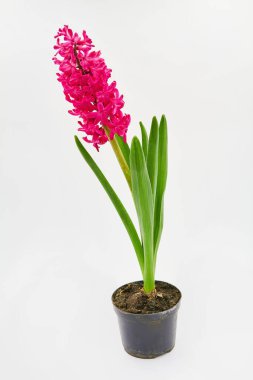 Beyaz arka planda bir tencerede pembe sümbül.