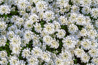 Parktaki çimenlikteki küçük beyaz bahar çiçeklerinin arka planı.