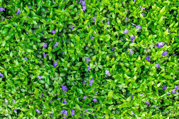 背景是紫色的小春花和草坪上的绿叶 — 图库照片