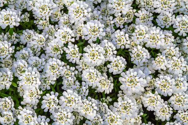 Fundo Pequenas Flores Brancas Primavera Gramado Parque — Fotografia de Stock