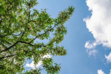 Akasya 'nın beyaz çiçekleriyle mavi bir gökyüzüne karşı açan dallar.