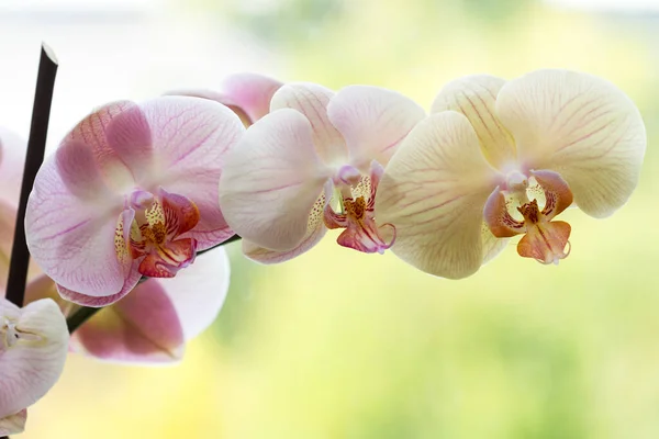 Romantyczna Urozmaicona Gałąź Orchidei Różnym Tle — Zdjęcie stockowe