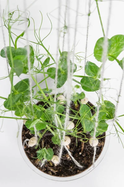 Beyaz arkaplanda taze bezelye filizleri