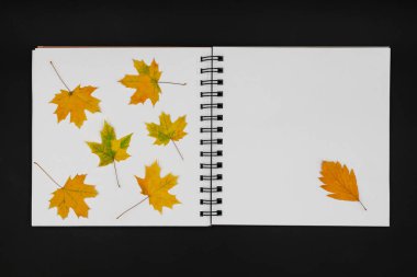 Ütülenmiş ve kurumuş yapraklar. Akçaağaç yapraklarındaki bitkiler arka plandaki beyaz albüm sayfalarında.