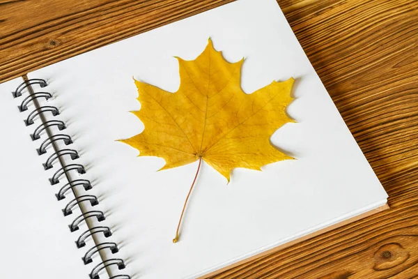 Pressed and dried leaf. Herbarium from maple leaf on the white album sheets on wooden background. Closeup, selective focus