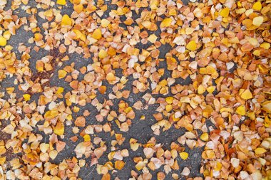 Asfalt yolda düşen sarı huş yaprakları. Üst görünüm