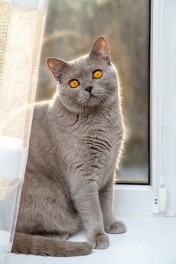 Güzel, gri, turuncu gözlü İngiliz kedisi pencere kenarında oturuyor.