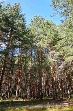 Güneşli bir günde yüksek ağaçlı yeşil çam ormanı