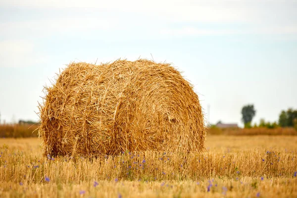 Bright Yellow Dry Rolls Haystacks Summer Field Rural Landscapes — Stock Photo, Image