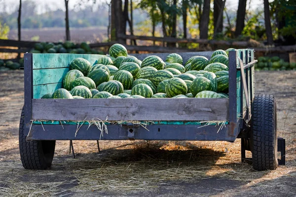 Açık hava pazarındaki araba römorkundan hızlı karpuz satışı.