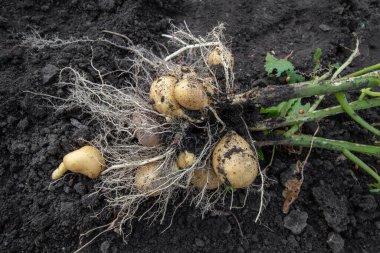 Kökleri ve sapları olan genç patatesler.
