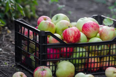 Kırmızı, sarı ve yeşil elmalar meyve bahçesinden toplandı. Elmalar yerdeki plastik bir sandıkta. Elma topluyorum..