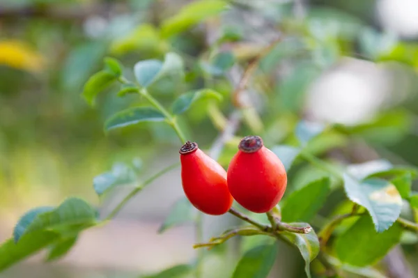 Primer Plano Las Bayas Rosa Perro Fruta Rosa Mosqueta Rama — Foto de Stock