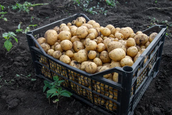 Genç patatesleri hasat et. Plastik bir kutuda patatesler, yerde duruyor. Açık hava, yaz mevsimi