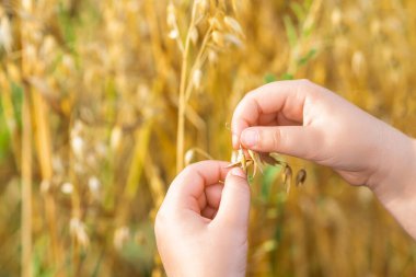 Yazın tarlada yulaf kulağı tutan çocuğun elleri..