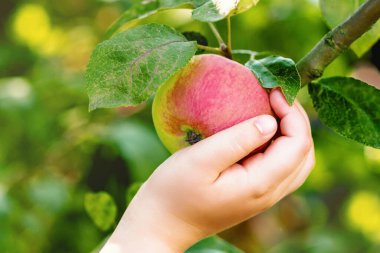 Elmayı bir elma ağacının dalına asar ve çocuğun eli ona dokunur. Elma hasatı Seçici odak, kapat.