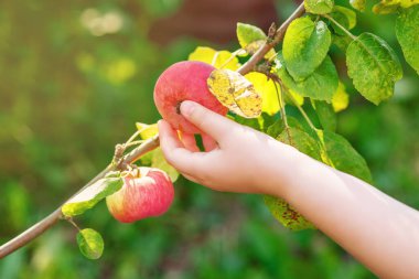 Bahçedeki ağaçta elma meyvesi toplayan bir çocuğun eli. Elma hasadı.
