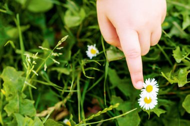 Top view of child's finger delicately touching daisy wildflowers outdoors. Copy space. clipart