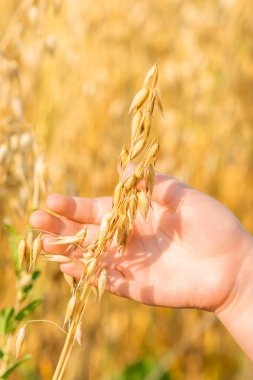 Yazın tarlada yulaf kulağı tutan çocuğun elini kapat..