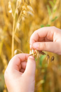 Yazın tarlada yulaf kulağı tutan çocuğun elini kapat..