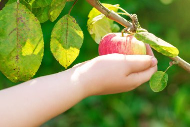 Meyve bahçesinden kırmızı elma toplayan çocuğun elini kapat. Elma hasadı.