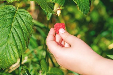 Bahçedeki çalılıktan kırmızı ahududu toplayan bir çocuk eli. Ahududu hasadı.