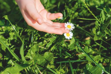 Parktaki çimlerin üzerinde beyaz bir papatya çiçeği tutan bir bebek eli. Yaz zamanı. Seçici odak.