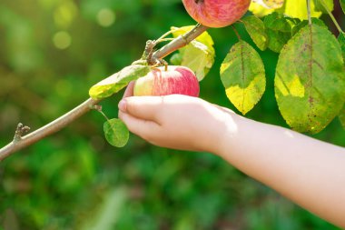Çocuğun eli bahçedeki ağaç dalından olgun kırmızı elma topluyor. Elma hasadı.