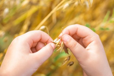 Yazın tarlada yulaf kulağı tutan çocuğun eli..