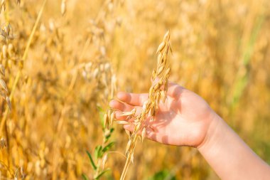 Yazın tarlada yulaf kulağı tutan çocuğun elleri..