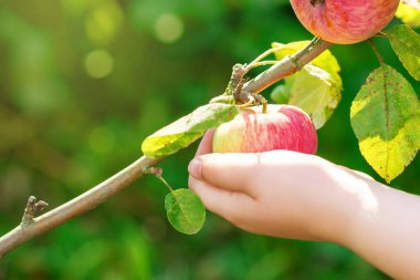 Bahçedeki bir ağaçtan meyveli kırmızı elma toplayan çocuğun elini yakın plan. Elma hasadı.