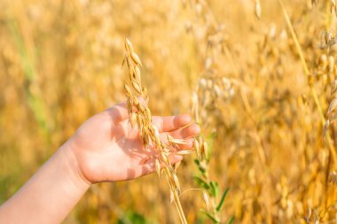 Yazın tarlada yulaf kulağı tutan çocuğun eli..