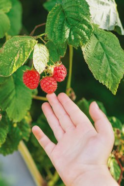 Böğürtlen hasadı sırasında bir çalılıkta kırmızı ahudududulara dokunan küçük bir çocuğun elini kapat. Bir çocuk tarafından ahududu hasatı.