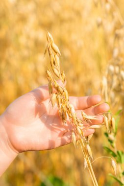 Yazın tarlada yulaf kulağı tutan çocuğun ellerini kapat..