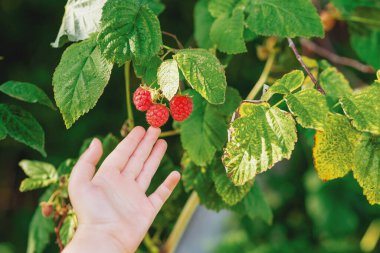 El organik böğürtlen çiftliğindeki taze ahududulara dokunuyor. Ahududu hasadı.