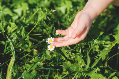 Çocuğun eli yeşil çimlerde beyaz papatyaya dokunuyor. Seçici odaklanma. Yaz zamanı..
