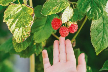 Bir el organik böğürtlen çiftliğindeki taze ahududulara dokunuyor. Bir çocuk tarafından ahududu hasatı.