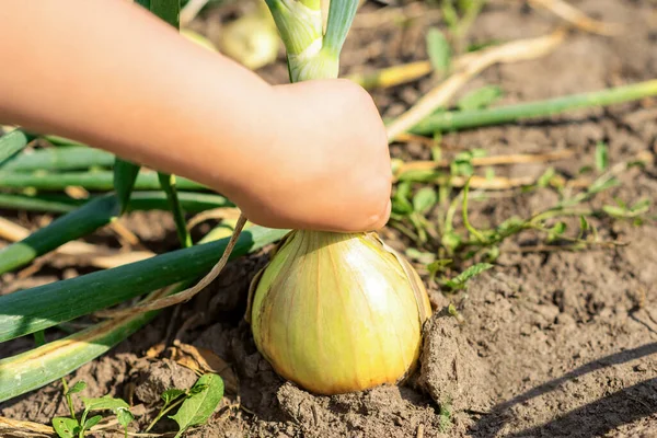 Child Hand Picking Onion Dry Ground Garden Harvesting Onion — Stock Photo, Image