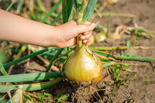 Mano Del Niño Recogiendo Cebolla Del Suelo Seco Jardín Cosechando — Foto de Stock