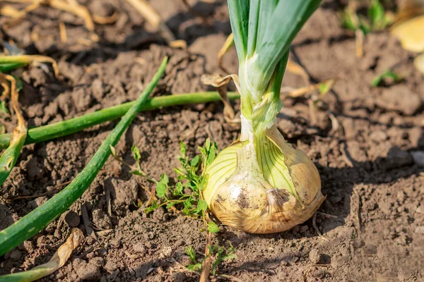 Oignon Poussant Dans Sol Sec Potager — Photo