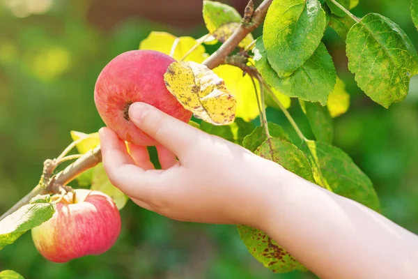 Bahçedeki elma ağacından olgunlaşmış kırmızı elmayı koparan çocuğun elini yakın plan. Elma hasadı.