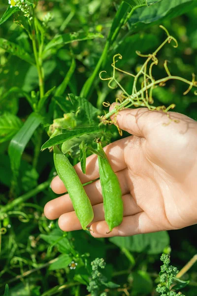 Top View Fresh Pods Green Peas Hands Child Garden Summer — Stock Photo, Image