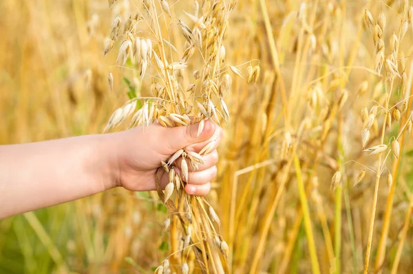 Yazın tarlada yulaf kulaklarını tutan çocuğun eli..