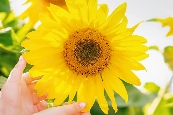 Kleine Kinderhände Berühren Sommer Sonnenblumenblätter Auf Dem Feld — Stockfoto