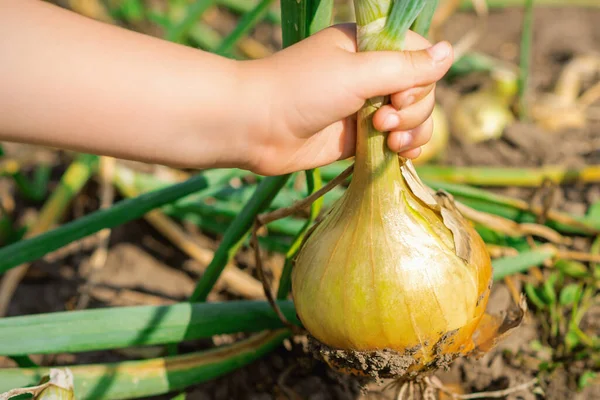 Main Enfant Cueillant Oignon Sol Sec Dans Jardin Récolte Oignon — Photo