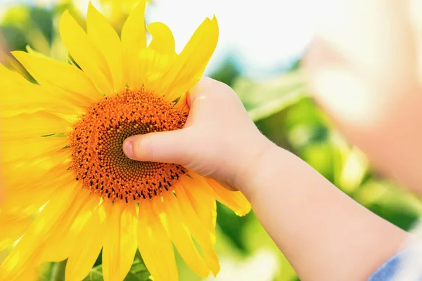 Babyhand Berührt Sonnenblume Sommer Auf Dem Feld — Stockfoto