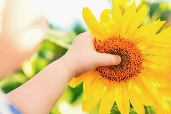 Χέρι Του Παιδιού Αγγίζοντας Ηλιοτρόπιο Στο Πεδίο Καλοκαίρι — Φωτογραφία Αρχείου