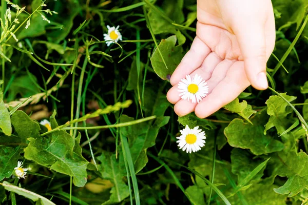 Çocuğun eli çimenlerde beyaz bir papatya çiçeği topluyor. Yaz zamanı. Seçici odak.