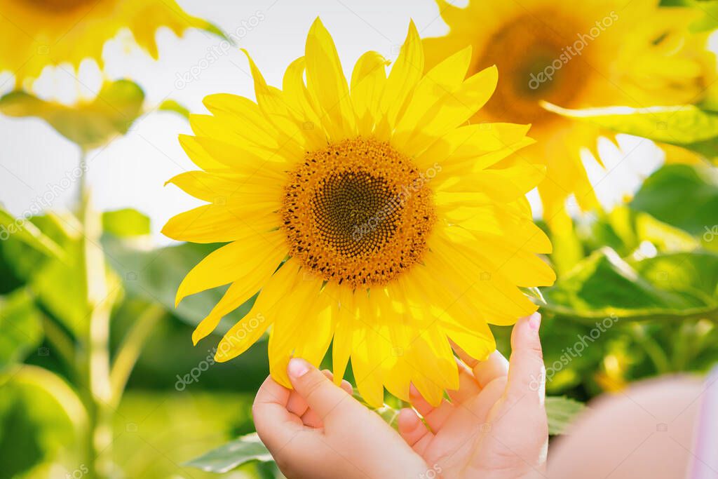 Hands of little child touching petals of sunflower in the field in summer.