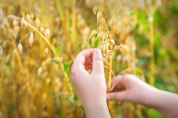 Close up of child's hand holding the ears of oats in the field in summer.